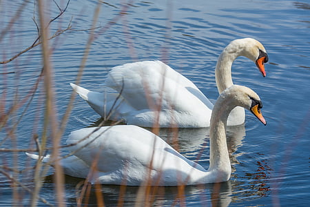 swan, water, bird, wildlife, tranquil, lake, fowl