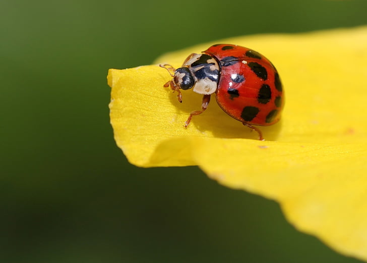 selectiv, Focus, fotografie, galben, floare, animale, Ladybug