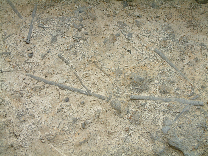 fossila, Rock, sten, grå, antika, Marine, mönster