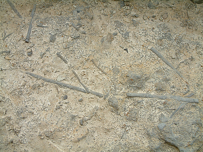 fosszilis, rock, kő, szürke, ősi, Marine, minta