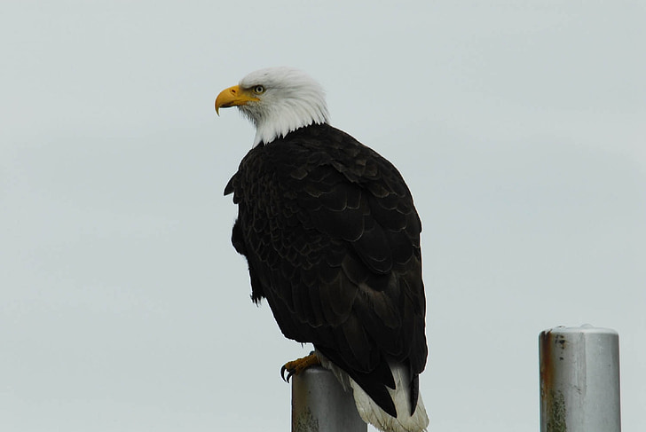 Bald eagle, uppflugen, Pier, Inlägg, vilda djur, Raptor, Glacier bay