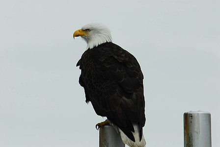 águila calva, encaramado, muelle, Exponer, flora y fauna, Raptor, glaciar bay