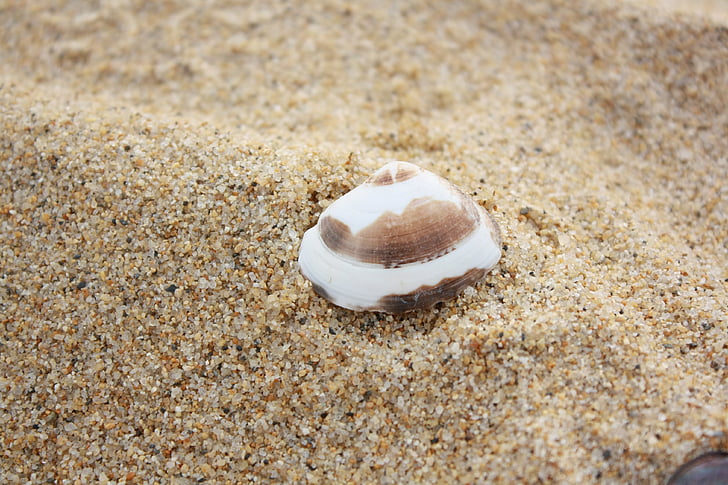 clam, beach, sand, peel, husks, sculpture, sea