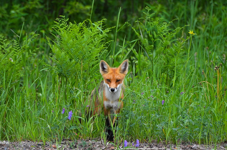 Fox, hoang dã, Thiên nhiên, động vật, động vật hoang dã, lông thú, sinh vật