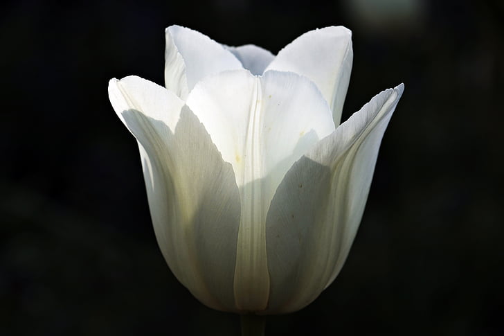 Tulip, flor, flor, floración, naturaleza, luz del sol, Blanco