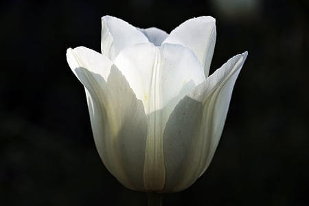Tulipa, flor, flor, flor, natura, llum del sol, blanc