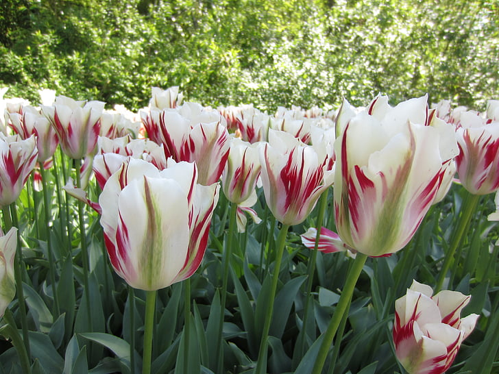 Tulipaner, blomst, blomstermotiver, natur, Blossom, grøn, plante