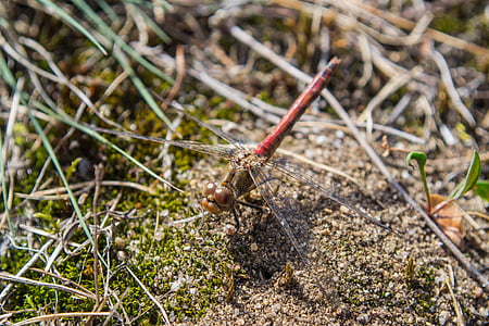 Dragonfly, let insektov, blizu, narave