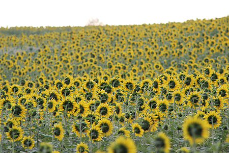 sunflower, blooming, flower, yellow, field, beautiful