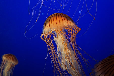 aquarium, jellyfish, marine life, ocean, sea, sealife, tranquil