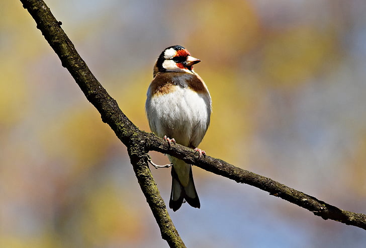 goldfinch, bird, tree, spring, nature, sprig, sunny