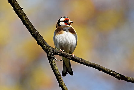 Goldfinch, vták, strom, jar, Príroda, vetvička, Sunny