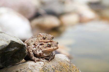 крастави жаби, жаба, земноводни, крастава жаба миграция, природата, сдвояване, животните