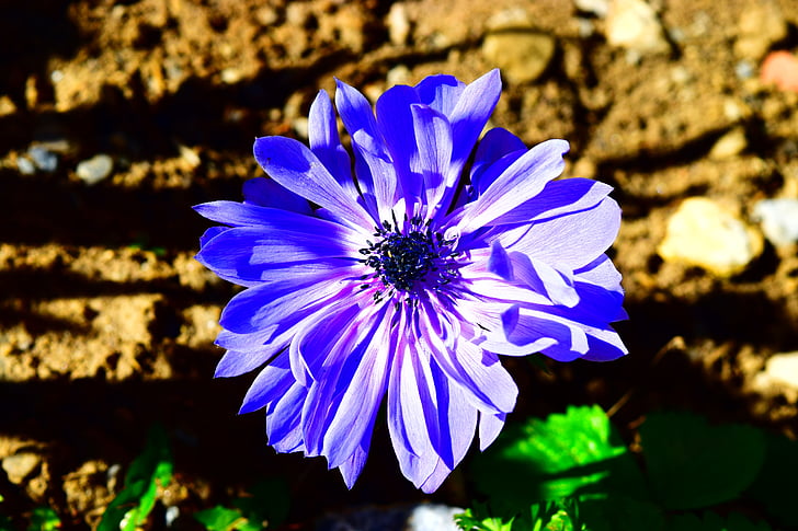 Anemone de, blau, flor, primavera, natura, planta, l'estiu
