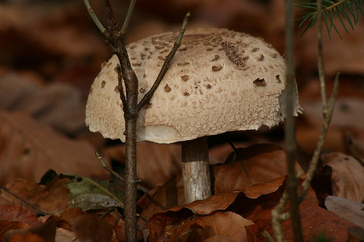 mushroom, white mushroom, giant mushroom, forest fruit, forest, mushrooms