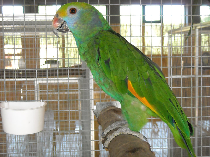 papuga długoogonowa, papuga mała, ptak, zwierzętom, koszyk, kolorowe, zielony