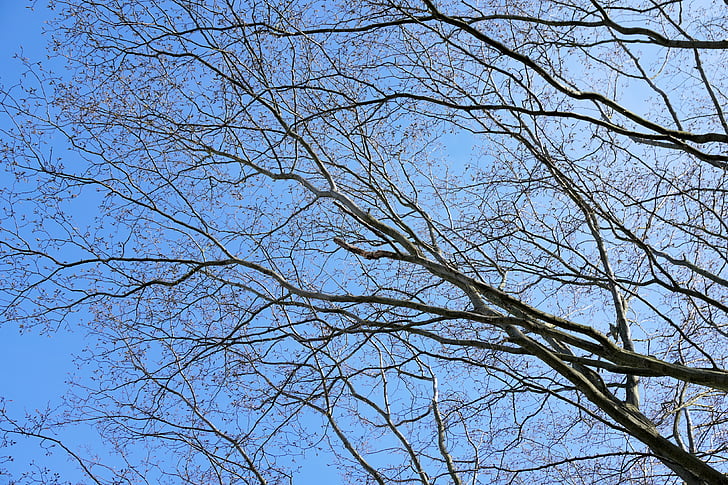 审美, 树的树枝, 木材, 天空, 蓝色, 树, 自然