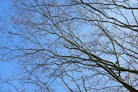 esthétique, branches d’arbres, bois, Sky, bleu, arbre, nature