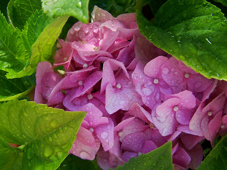 esőcseppes ορτανσίες, ροζ, καλοκαιρινό λουλούδι στον κήπο, φύλλο, φύση, φυτό, φρεσκάδα