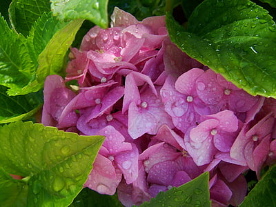 esőcseppes hortenzie, růžová, letní květinová zahrada, list, Příroda, závod, čerstvosti