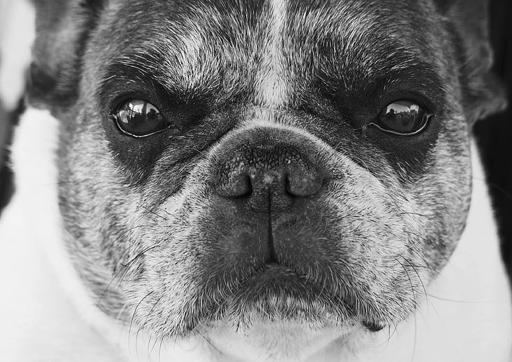 Chó bulldog Pháp, con chó, vật nuôi, Nhìn, động vật, chân dung, vật nuôi
