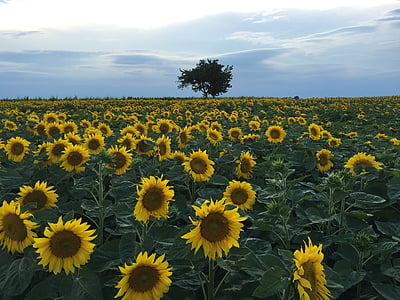 sunflower field, sunflower, summer, yellow, sunset, sunflowers in the sunset, nature