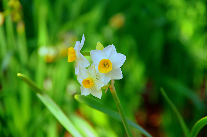 Narcisse, Japon, vert