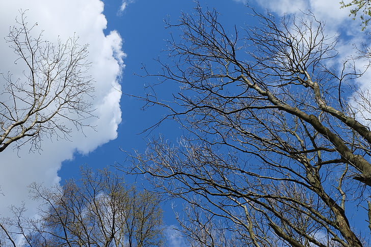 treetop, trees, sky, forest, nature, clouds, canopy