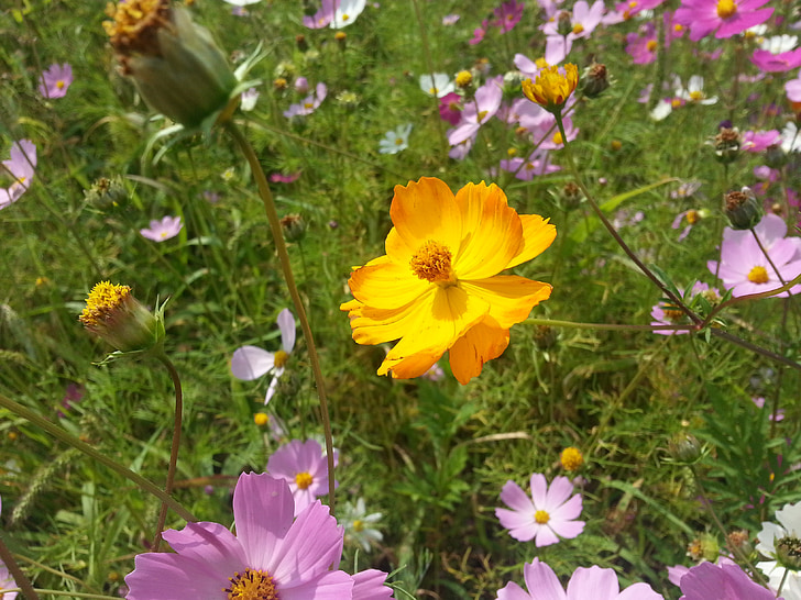 flowers, autumn, cosmos, yellow, pink, purple, meadow