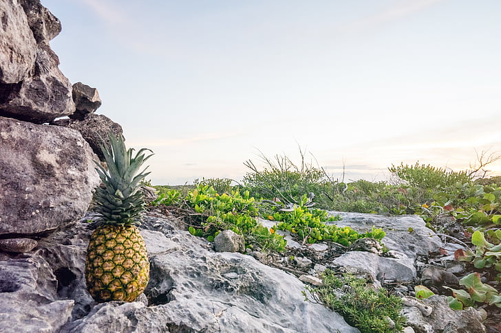 pineapple, rocks, fruit, relaxation, food, dirty