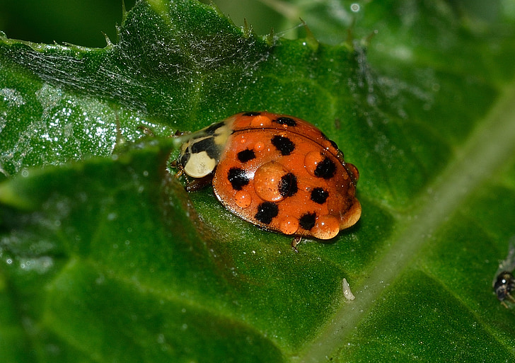 Ladybug, gândaci, cocinella, Harmonia, axyridis, roua, insectă