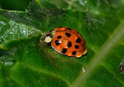 ladybug, beetles, cocinella, harmonia, axyridis, dew, insect