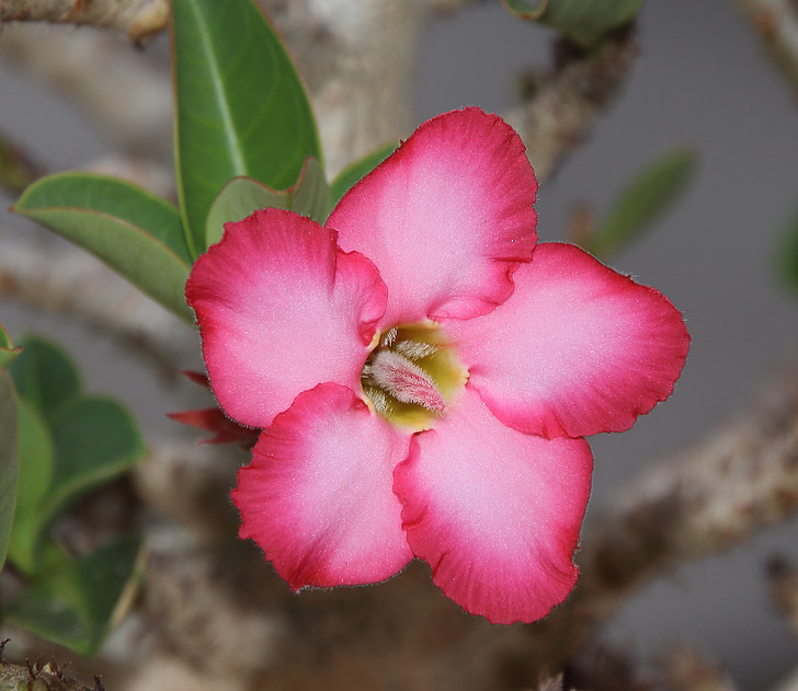 Adenium, fiore, fiore del deserto, petali di, fiore rosa, fiori, deserto