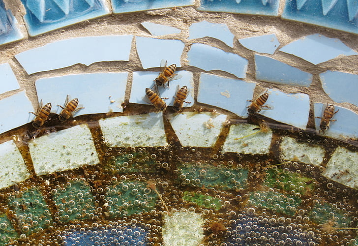 bees, drink, water, pond, mosaic, bird, bath
