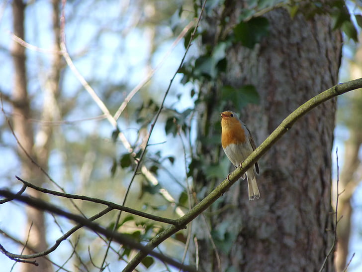 robin, songbird, bird, animal, birdsong, forest, close