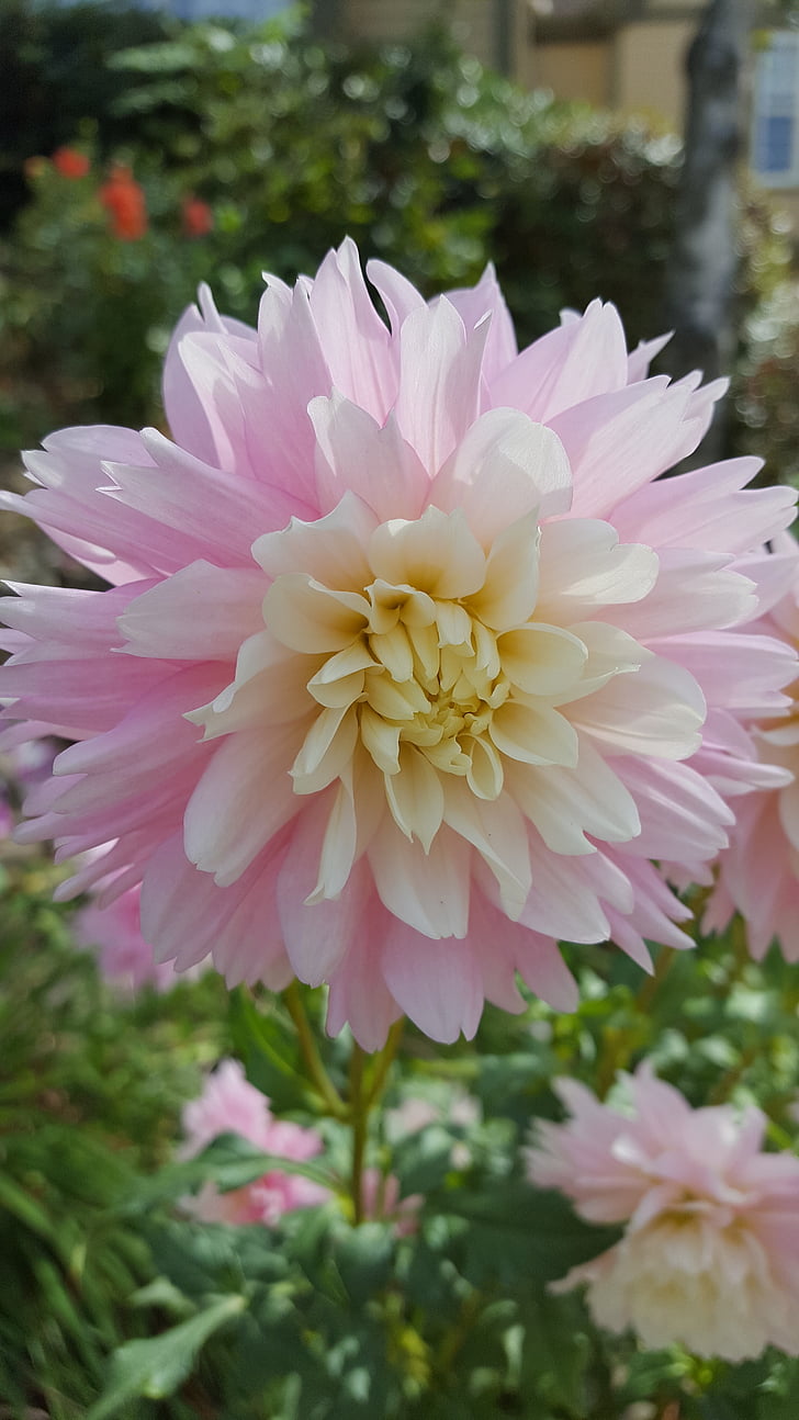 Dahlia, Rosa, blomma, blek, färg, trädgård
