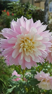 Жоржина, рожевий, квітка, блідо-, колір, сад