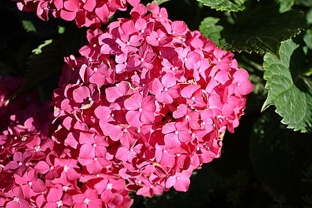 Ortensia, un giardino di fiore, una pianta del giardino, Ortensia bianca giapponese, piante ornamentali, fiore, giardino