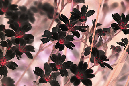 flowers, plant, negative, decorative, botany, filigree pink, black