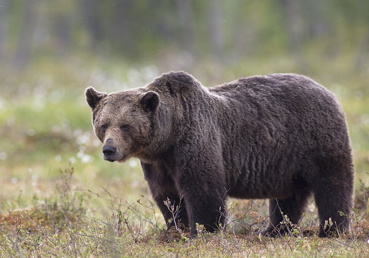 lācis, tas nezvērs, liels, pieaugušajiem, Suomussalmi, brūnais lācis, savvaļas dzīvnieki