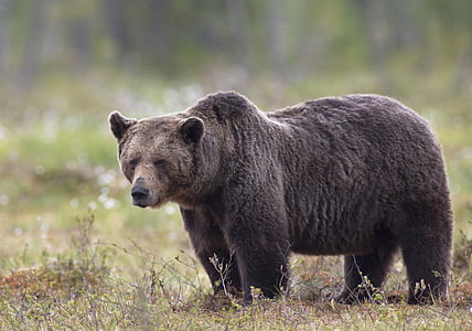 Björn, odjuret, stora, vuxen, Suomussalmi, brun Björn, vilda djur