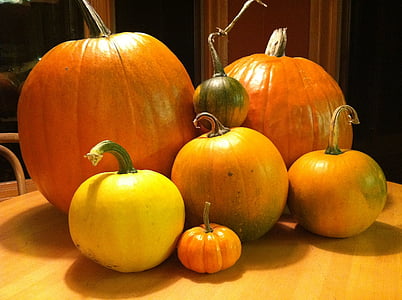 pumpa, faller, skörd, Orange, hösten, Halloween, Thanksgiving