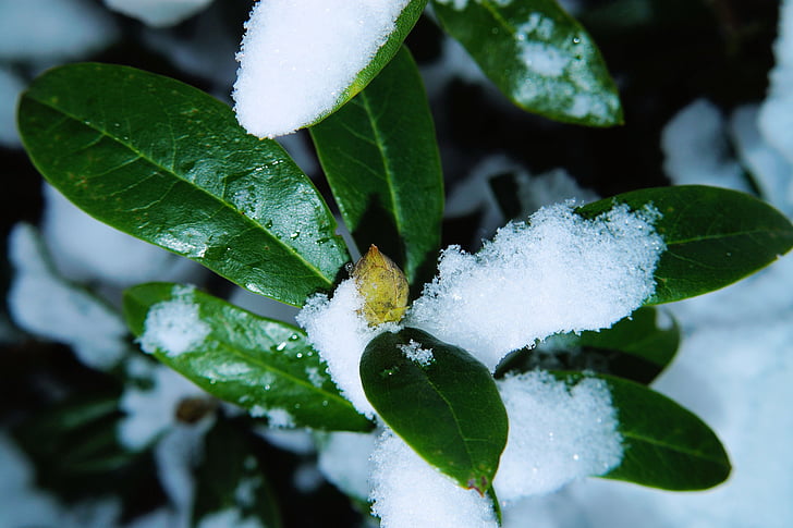 rhododendron, leaves, bud, winter, snow, white, green