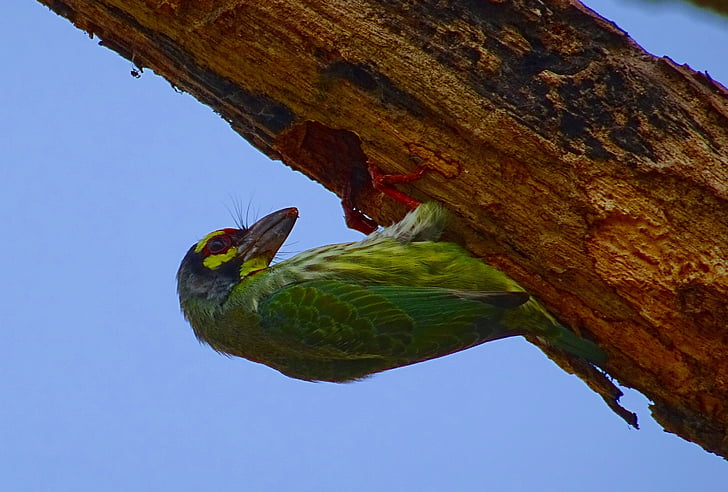 barbet del Coppersmith, Crimson-breasted barbet, uccello, Coppersmith, Megalaima haemacephala, aviaria, Aves