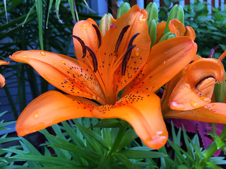 Tiger lily, Natur, Orange, Blume, Lilie, Floral, Anlage