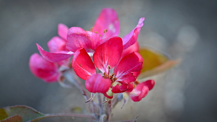 Apple blossom, bunga merah, pohon apel, mekar, Bud, musim semi, naik