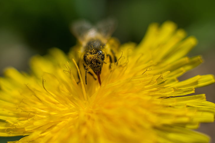 Bee, Løvetann, blomst, pollen, honningbie, Lukk, Blossom