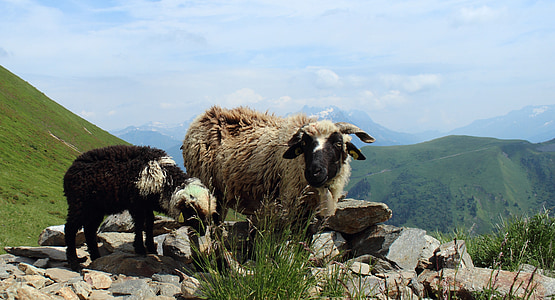 moutons, agneau, naturel, cher, Alpes, montagne, animal