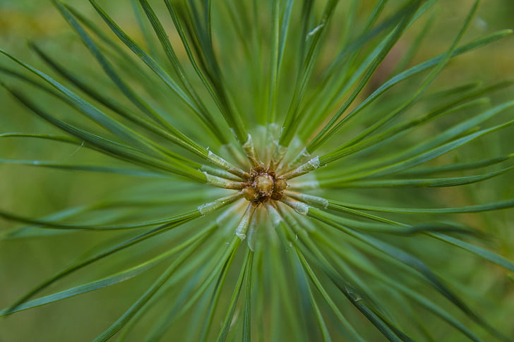 pine needles, pine, green, nature, shots, tree, forest