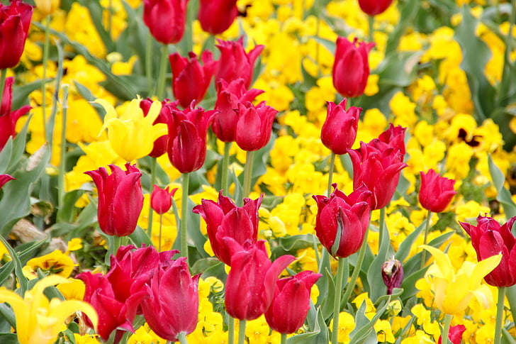 tulipes, Holland, fleurs, Néerlandais, champs de tulipes, à double tranchant, Tulip